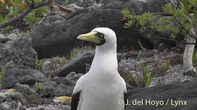 Masked Booby - ML201402901