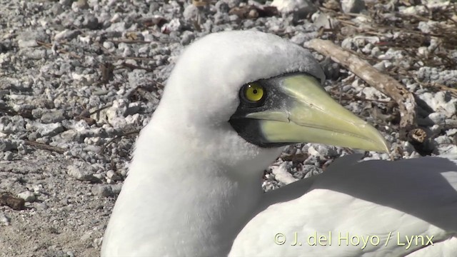 Masked Booby - ML201402911