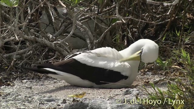 Masked Booby - ML201402921