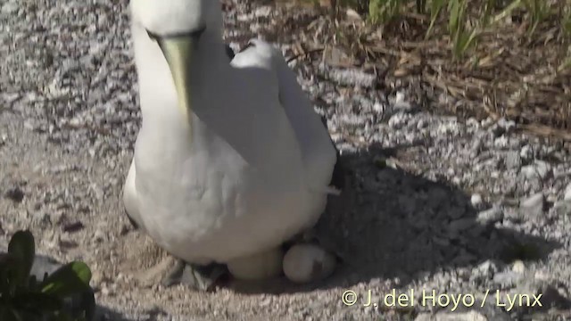 Masked Booby - ML201402931