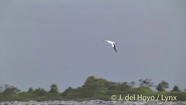 Masked Booby - ML201402961
