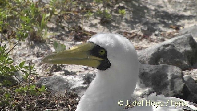 Masked Booby - ML201402971