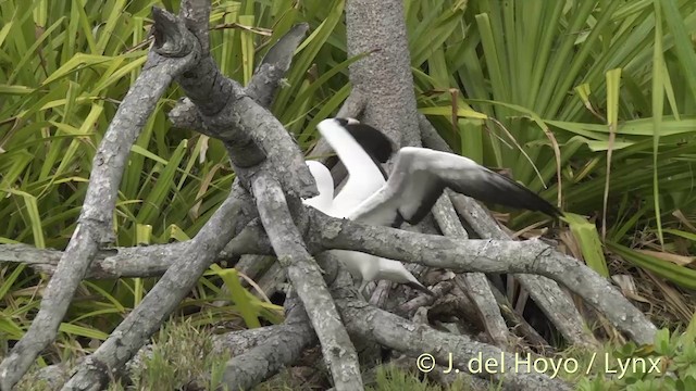 Masked Booby - ML201403011