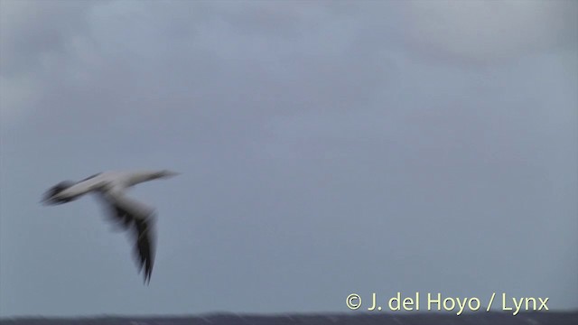 Masked Booby - ML201403031