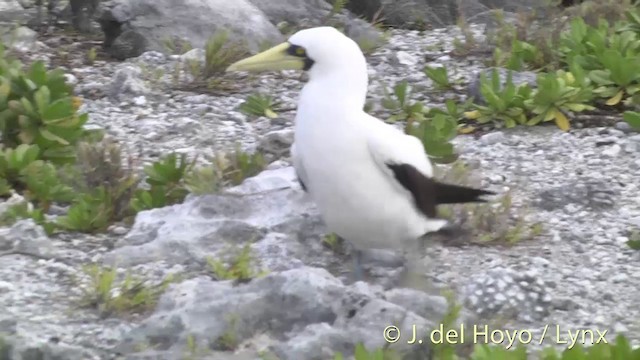 Masked Booby - ML201403041
