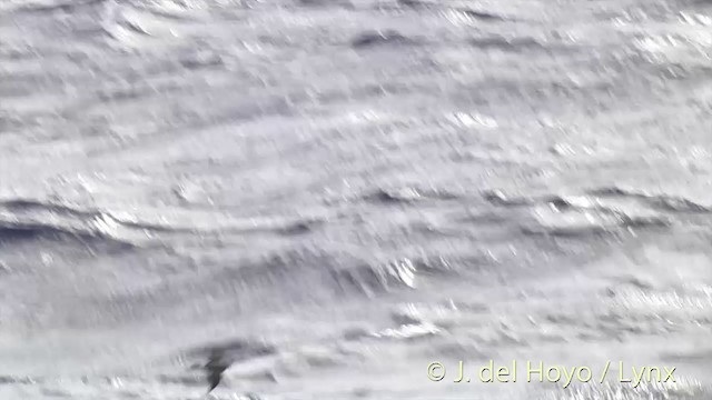 Weißgesicht-Sturmschwalbe - ML201403101