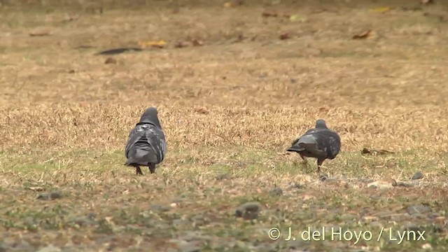 Rock Pigeon (Feral Pigeon) - ML201403171