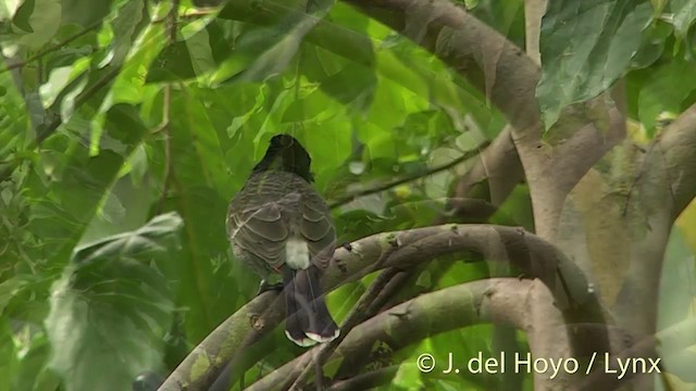 Red-vented Bulbul - ML201403231