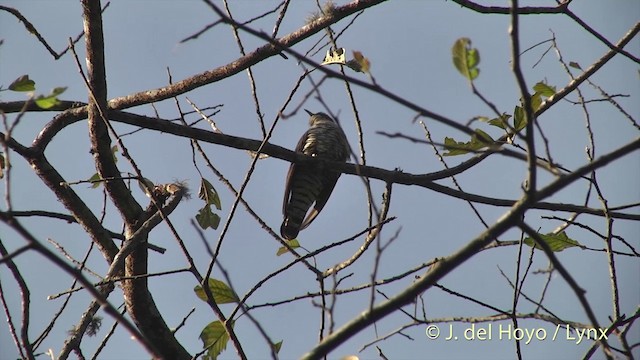 Indian Cuckoo - ML201403421
