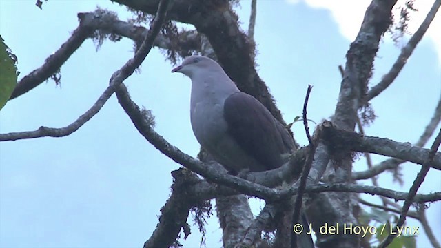 Mountain Imperial-Pigeon - ML201403621
