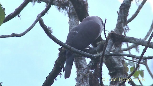 Mountain Imperial-Pigeon - ML201403641