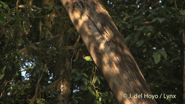 barbet žlutohrdlý (ssp. franklinii) - ML201403731