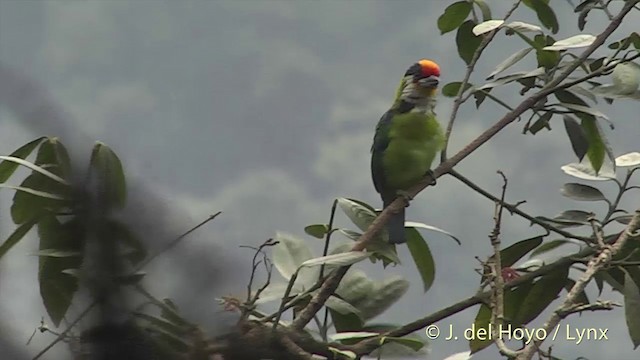 Golden-throated Barbet (Himalayan) - ML201403771
