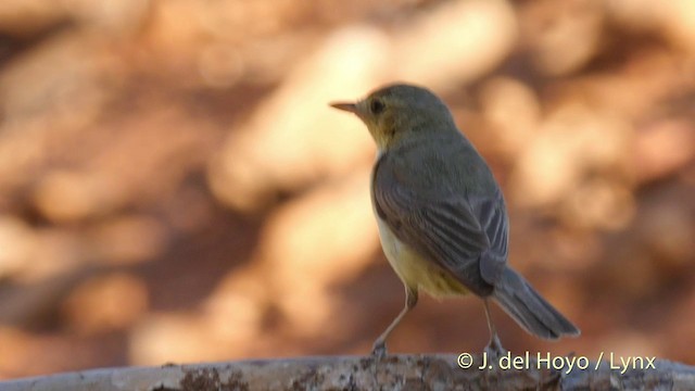 Melodious Warbler - ML201404101