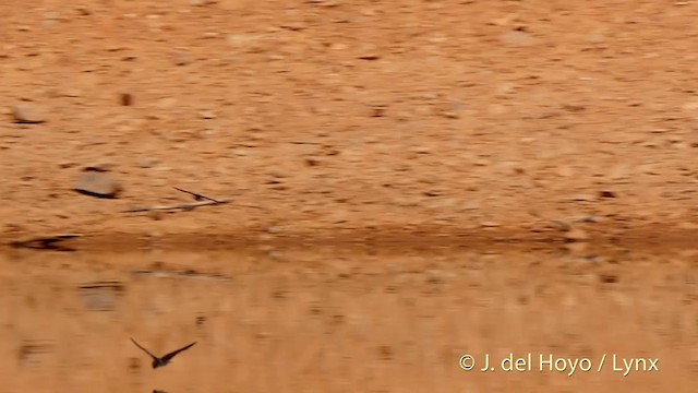 Barn Swallow (White-bellied) - ML201404111