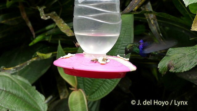 kolibřík vidloocasý [skupina fannyae] - ML201404471