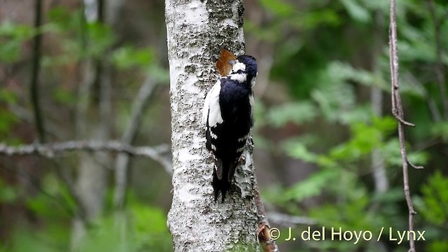 Great Spotted Woodpecker (Great Spotted) - ML201404501