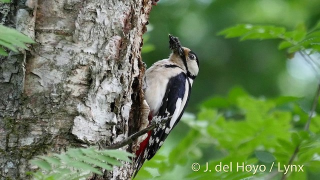Great Spotted Woodpecker (Great Spotted) - ML201404511