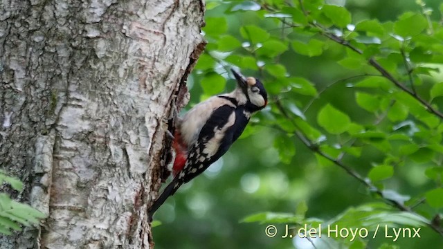 Great Spotted Woodpecker (Great Spotted) - ML201404521