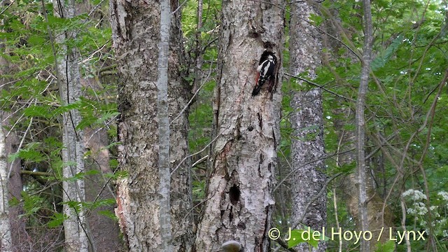 Great Spotted Woodpecker (Great Spotted) - ML201404551