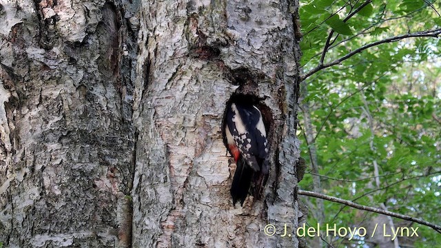 Great Spotted Woodpecker (Great Spotted) - ML201404571