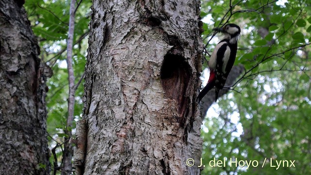 Great Spotted Woodpecker (Great Spotted) - ML201404581