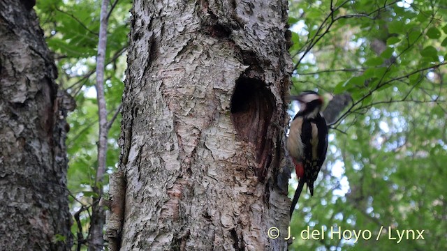 Great Spotted Woodpecker (Great Spotted) - ML201404591