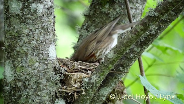  - Redwing (Eurasian)