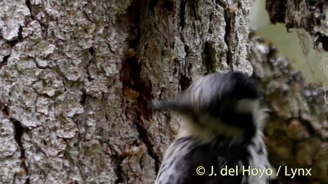 Eurasian Three-toed Woodpecker (Eurasian) - ML201404891