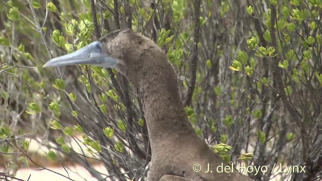 Brown Booby (Forster's) - ML201405141