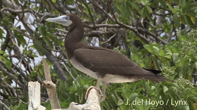 Brown Booby (Forster's) - ML201405151