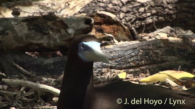 Brown Booby (Forster's) - ML201405161