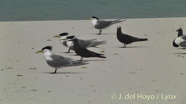 Great Crested Tern - ML201405181