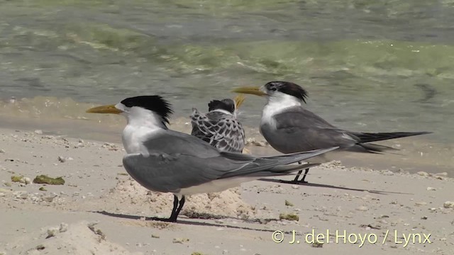 Great Crested Tern - ML201405211