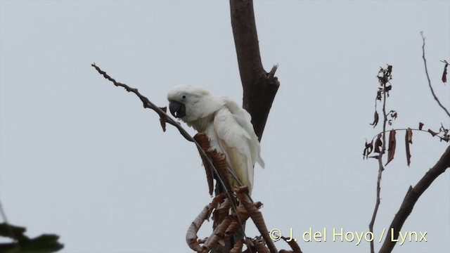 白鳳頭鸚鵡 - ML201405781
