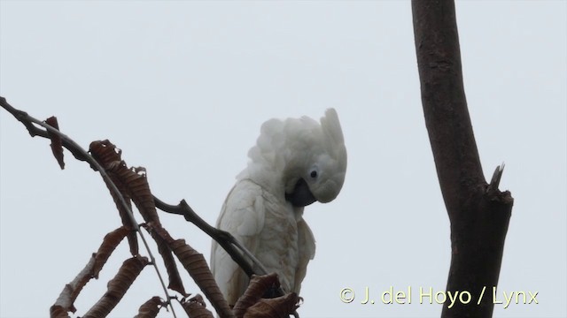 Белый какаду - ML201405801