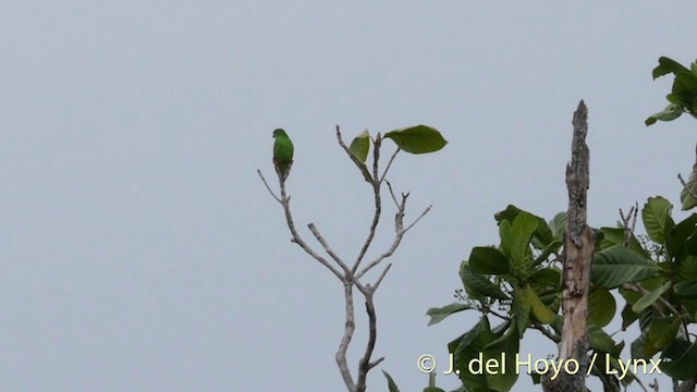 Moluccan Hanging-Parrot - ML201405901