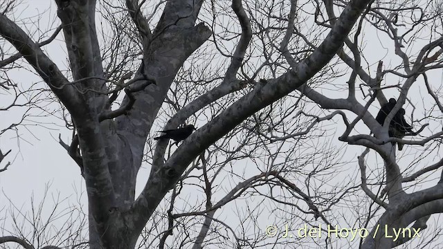 Long-billed Crow - ML201405991