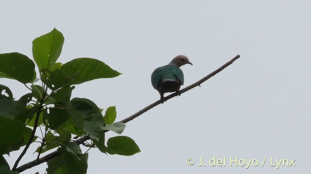 Cinnamon-bellied Imperial-Pigeon (Gray-naped) - ML201406021