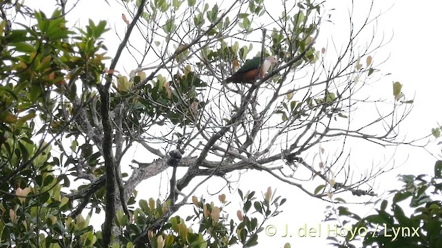 Cinnamon-bellied Imperial-Pigeon (Gray-naped) - ML201406031