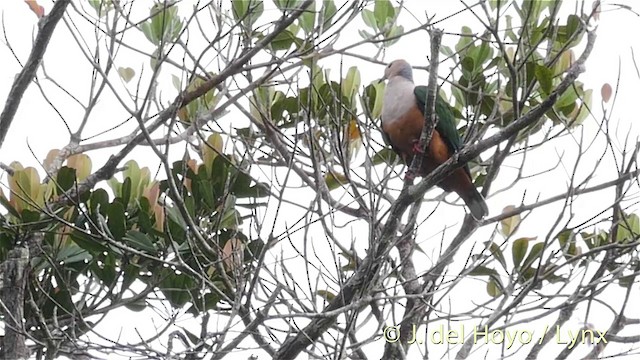 Cinnamon-bellied Imperial-Pigeon (Gray-naped) - ML201406041