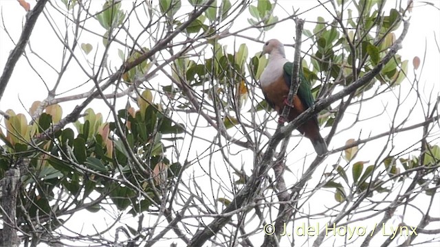 Cinnamon-bellied Imperial-Pigeon (Gray-naped) - ML201406051