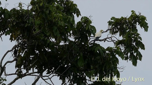 Pied Imperial-Pigeon - ML201406061