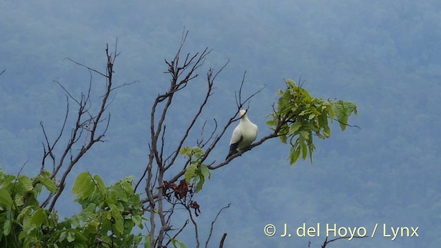 Pied Imperial-Pigeon - ML201406071