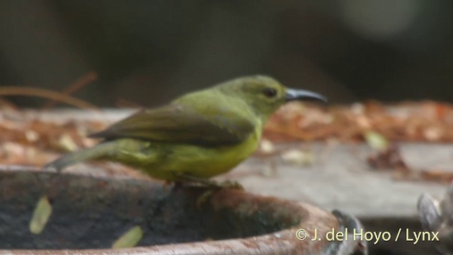 Brown-throated Sunbird - ML201406821