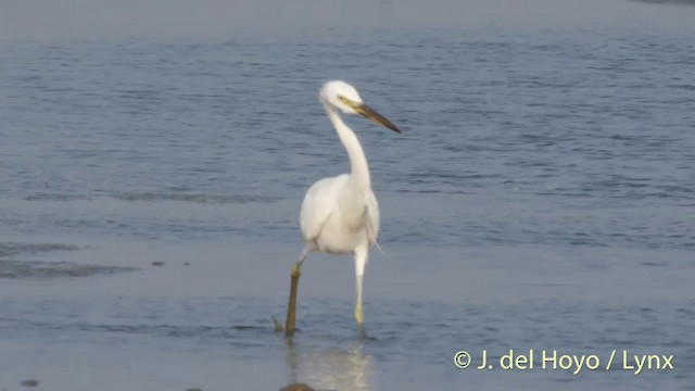 Aigrette de Chine - ML201406991