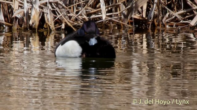 Tufted Duck - ML201407181