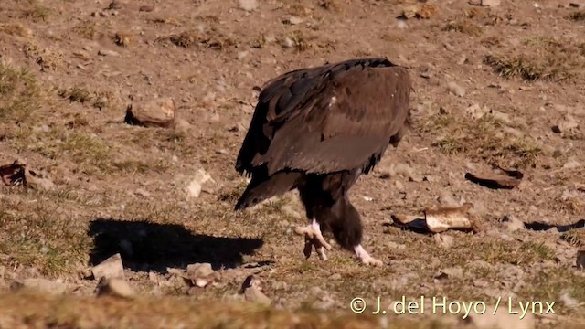 Cinereous Vulture - ML201407371