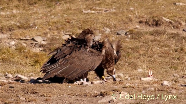 Cinereous Vulture - ML201407381