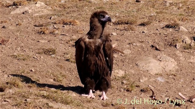 Cinereous Vulture - ML201407391